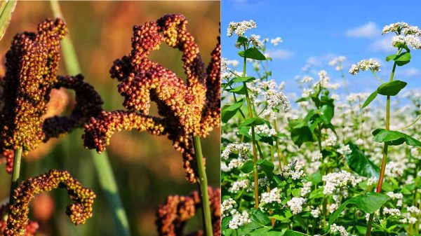 गोलन्जोर गाउँपालिकाले जिल्लामै पहिलो पटक रैथाने बालीको समर्थन मूल्य तोक्यो