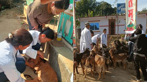 सिन्धुलीमा निःशुल्क पशु स्वास्थ्य शिविर, ७ सय पशुपन्छीको उपचार