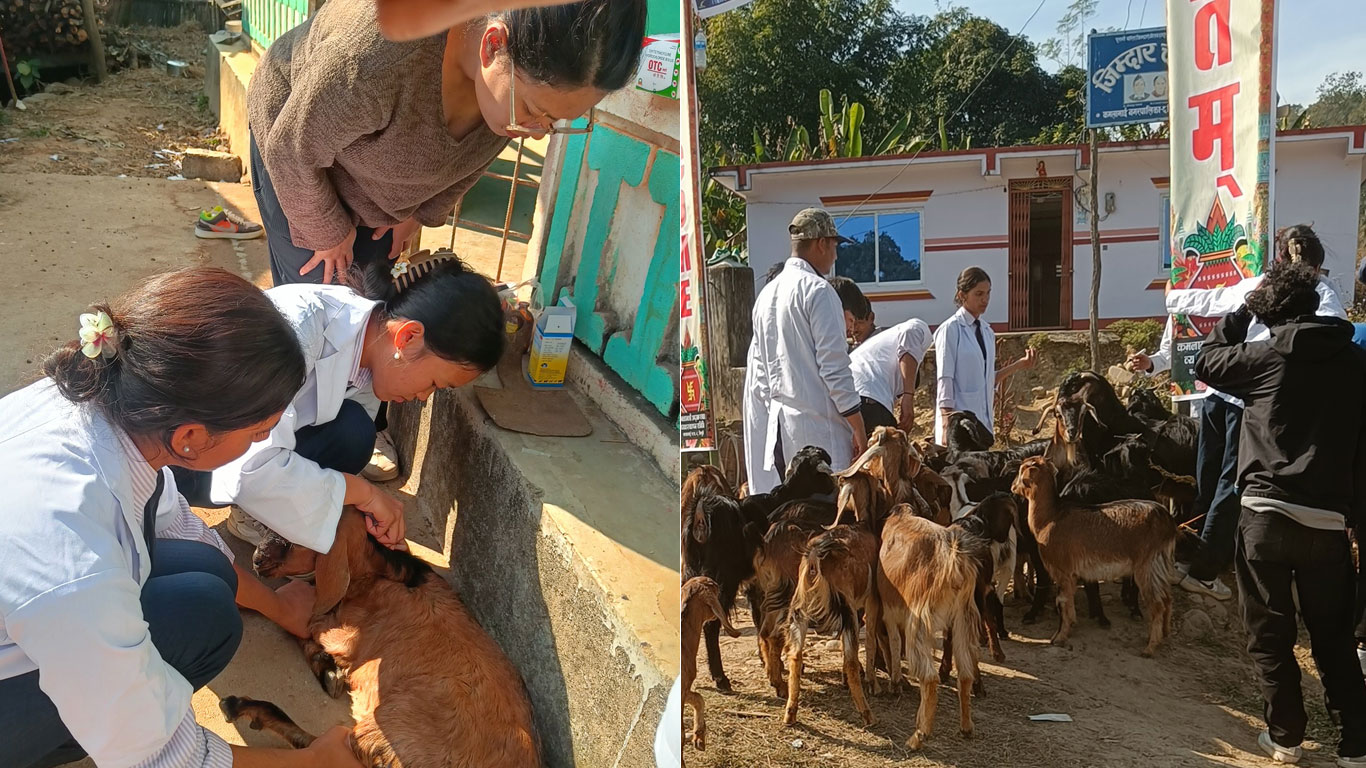 सिन्धुलीमा निःशुल्क पशु स्वास्थ्य शिविर, ७ सय पशुपन्छीको उपचार